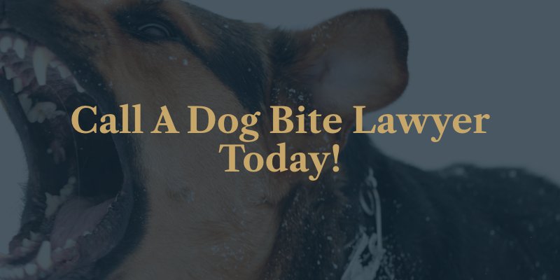 Dog Bite Lawyer